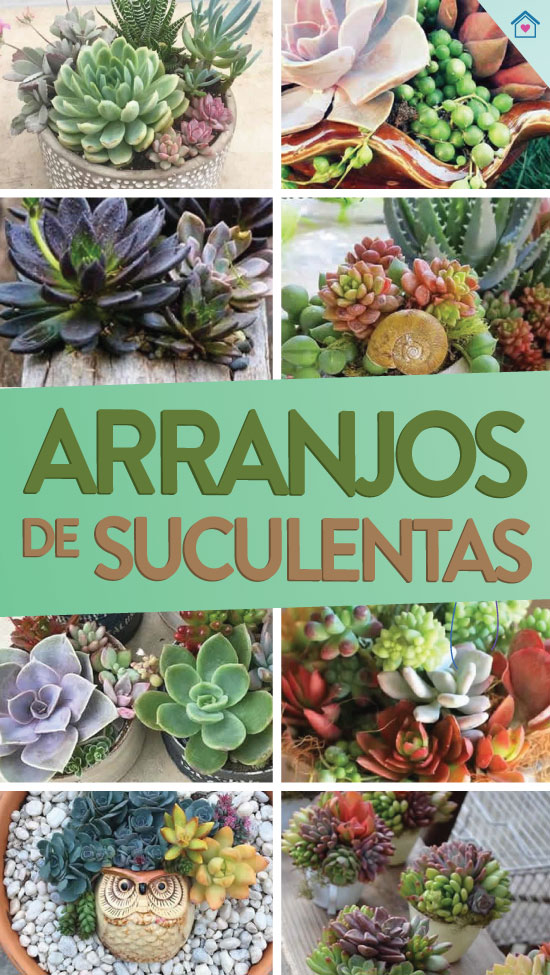 Lindos arranjos com suculentas