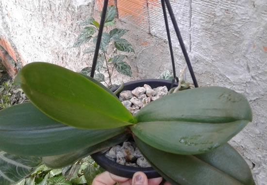 Substrato para orquídea: brita