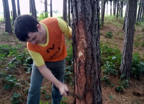 Substrato para orquídea: casca de pinus