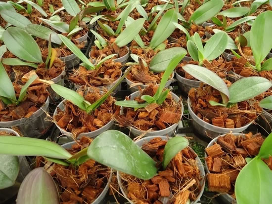 Substrato para orquídea: chips de coco