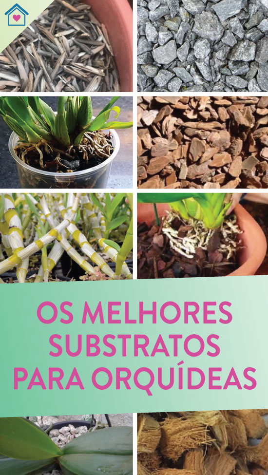 Melhores Substratos para Orquídeas - Dicas Práticas