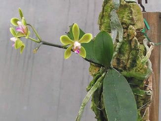 Plante orquídeas em troncos