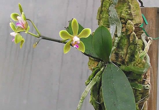 Plante orquídeas em troncos