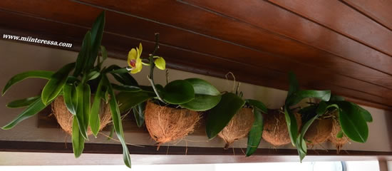 Como plantar uma linda orquídea em coco