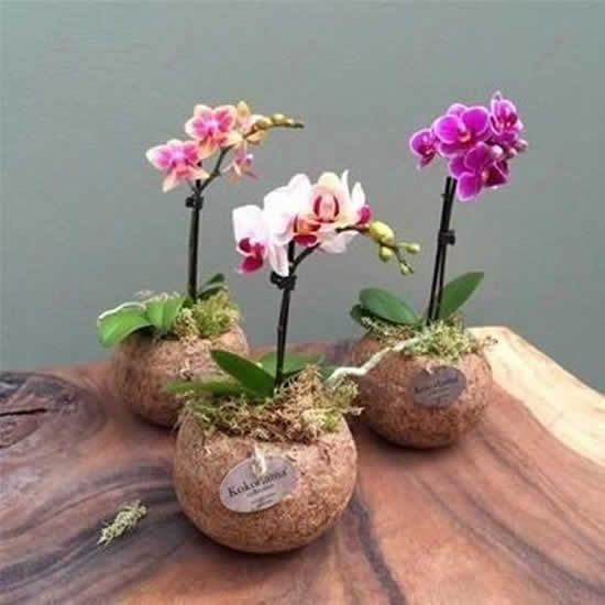 Orquídeas em coco