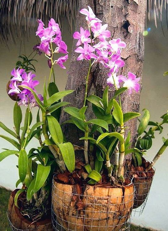 Como plantar uma linda orquídea em coco