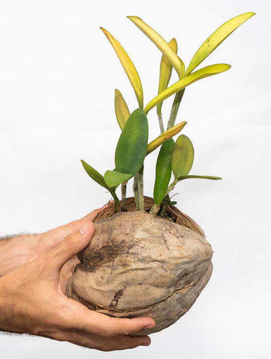 Dicas para plantar orquídeas em cocos