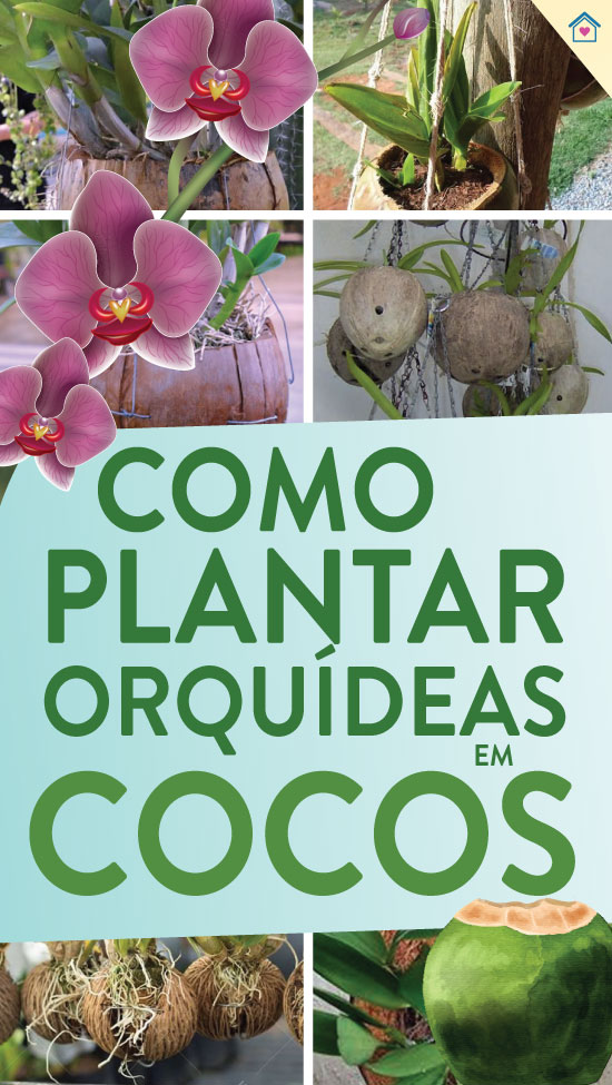 Como plantar orquídea em coco