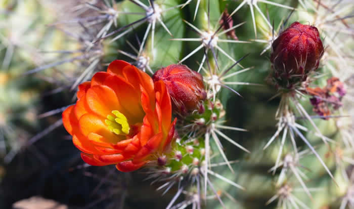 Faça seu Cacto Florescer