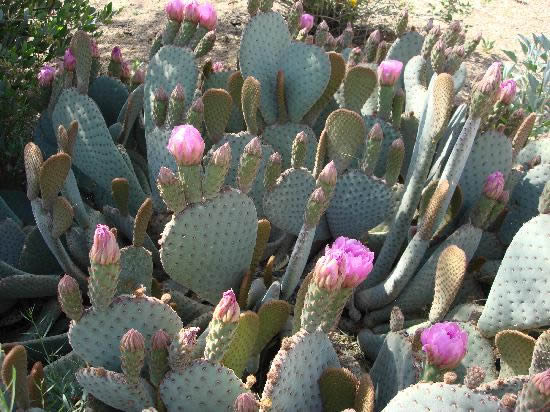 Lindos cactos com flores