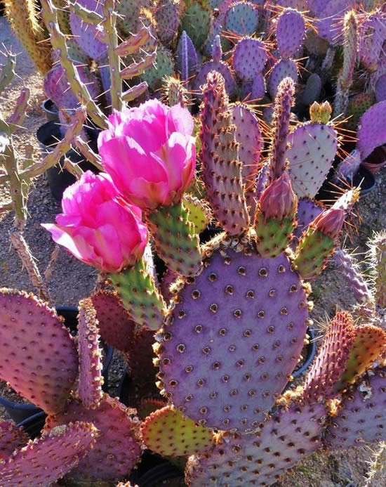 Lindas dicas para fazer seu cacto florir