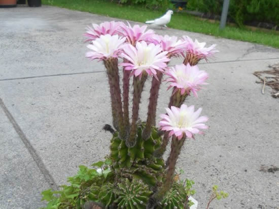 Cacto com flores