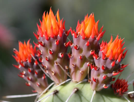 Faça seu cacto florir