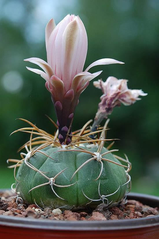 Faça seu cacto florir