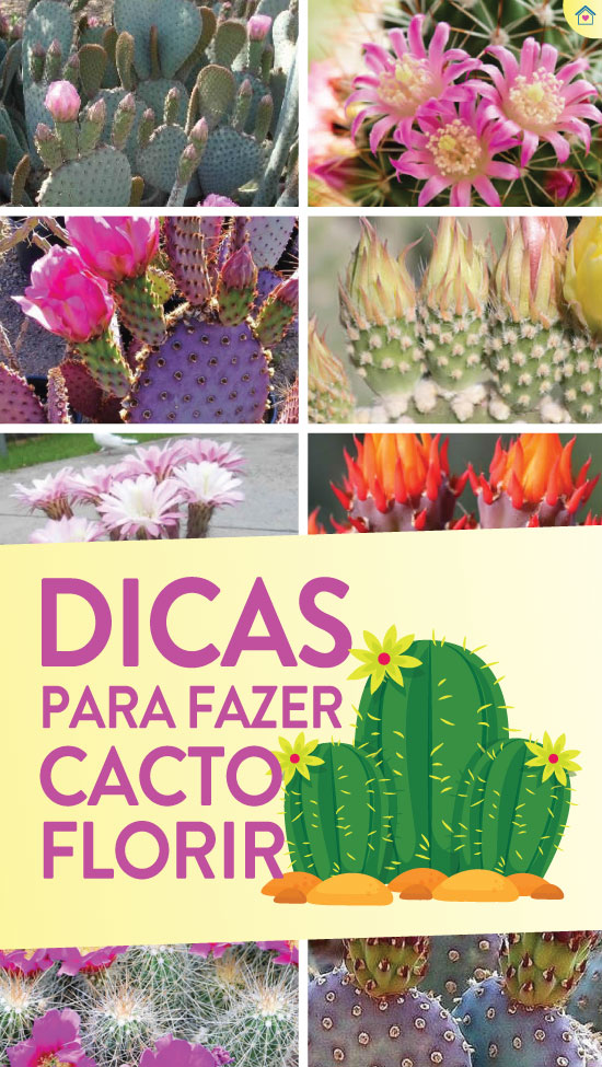 Dicas para fazer Cacto florir - Dicas Práticas