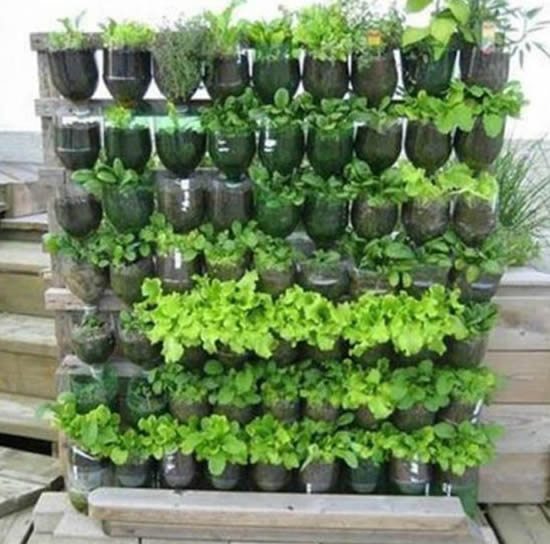 Horta caseira com garrafa PET