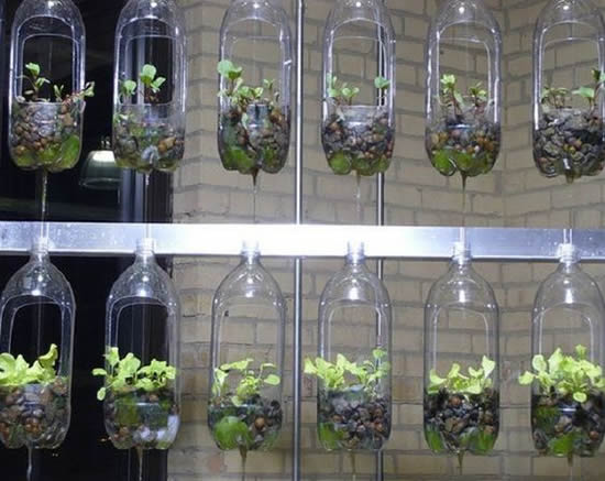 Horta caseira com garrafa PET