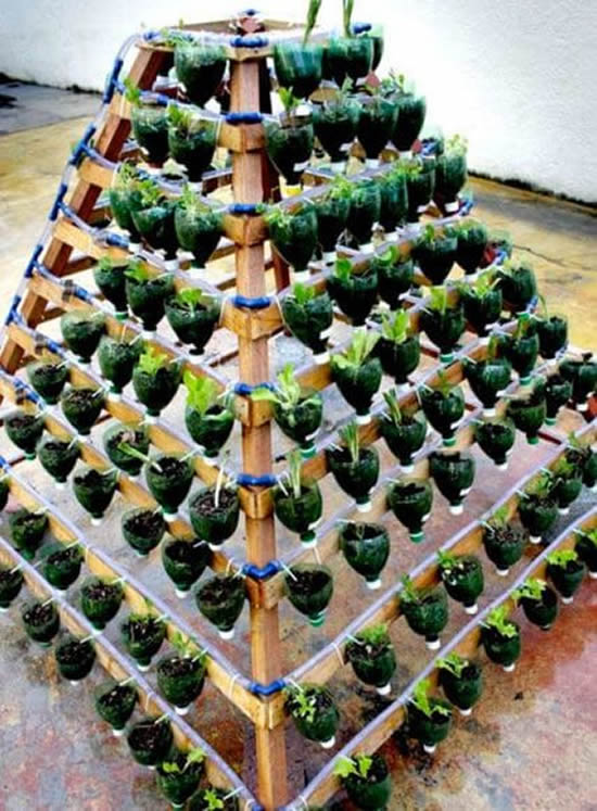 Horta com garrafa plástica