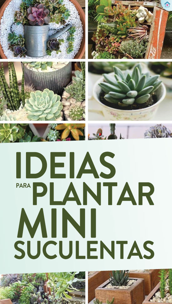 20 ideias para plantar mini suculentas