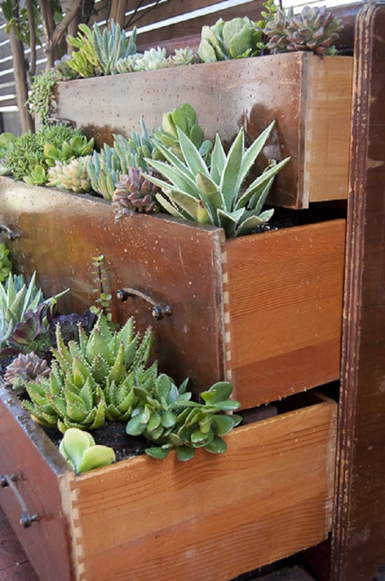 Como plantar suculentas em gavetas velhas