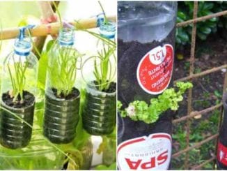 Como fazer horta vertical com garrafa PET