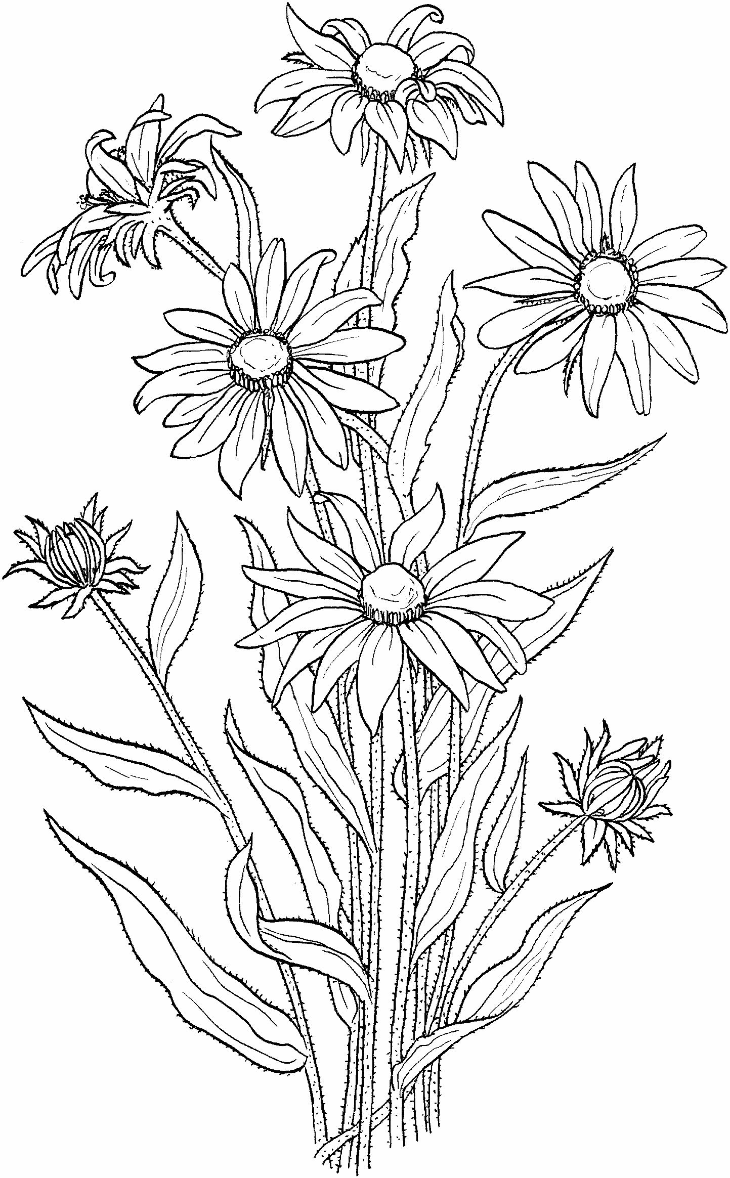 Desenho de flores para colorir