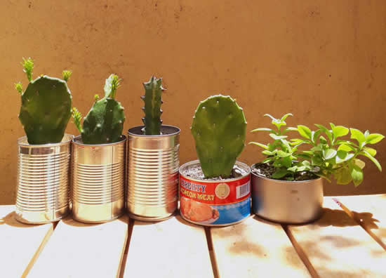 Dicas para plantar cactos em vasos feitos de latas