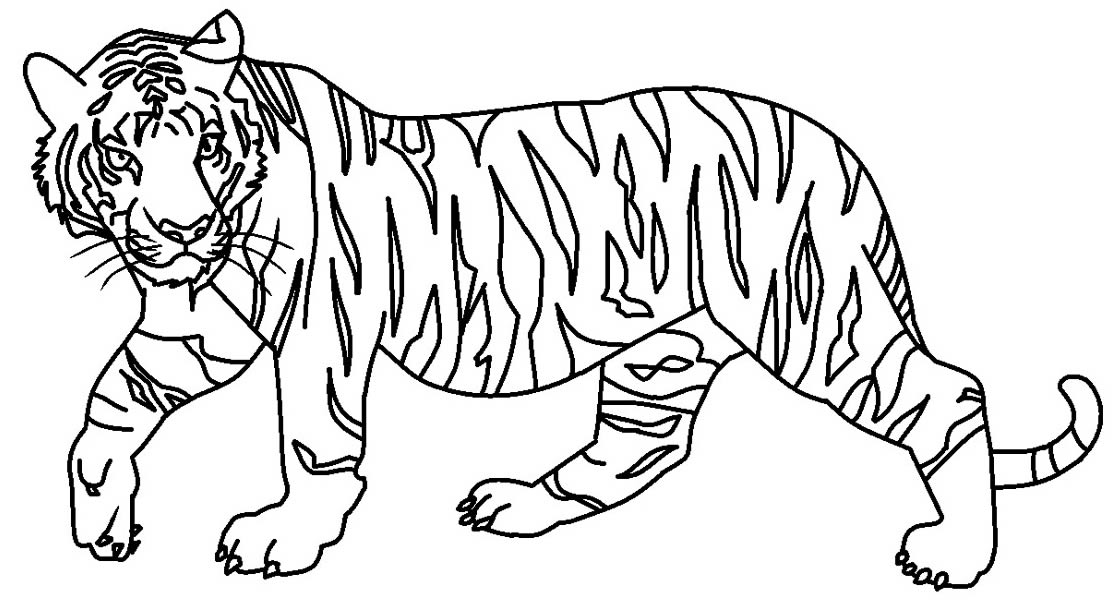 Desenho de Tigre para pintar