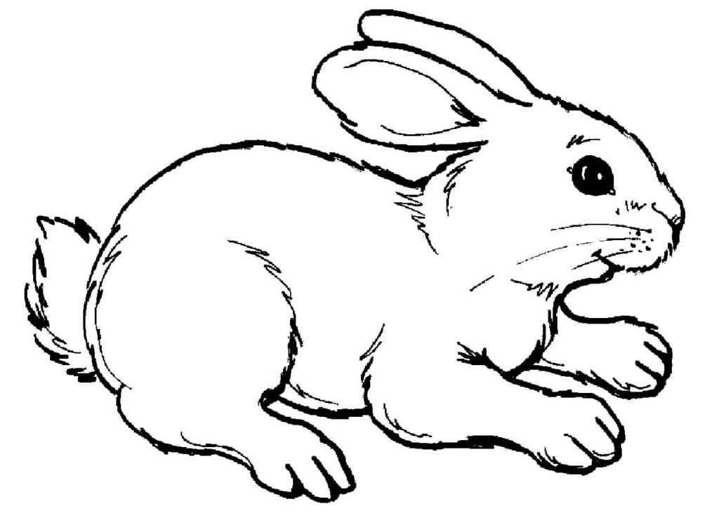 Imagens de bichos para colorir e imprimir - Dicas Práticas