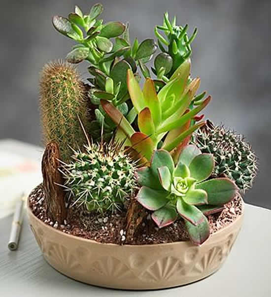 Mini jardim para decoração com cactos e suculentas