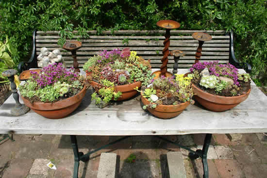 Mini jardim com cactos e suculentas para inspiração