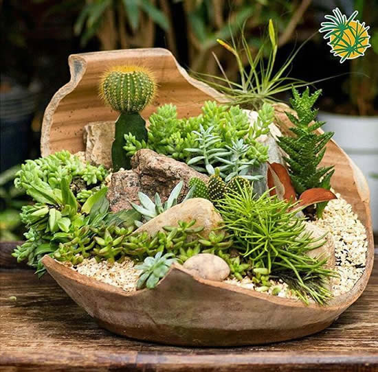 Mini jardim com suculentas e cactos