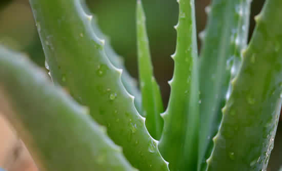 Máscara com aloe vera - babosa