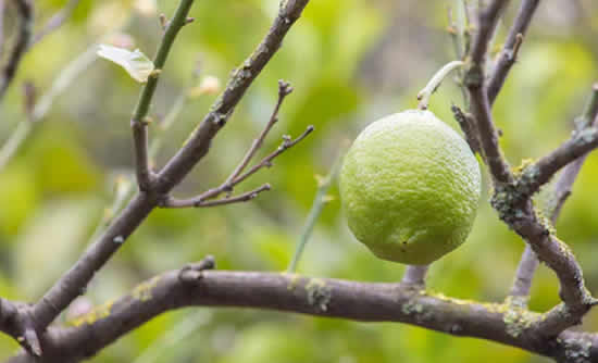 Máscara com limão