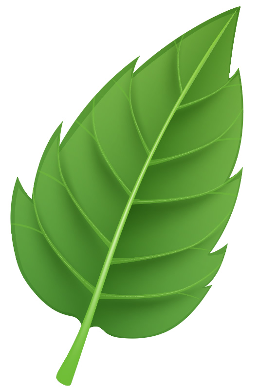 Molde de folha verde