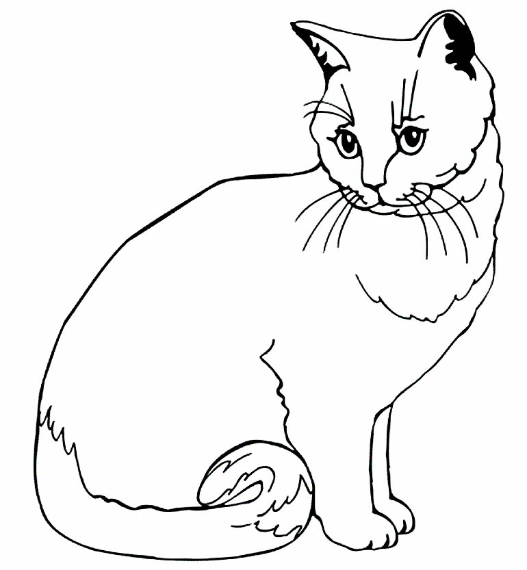 Desenho de gatinho para colorir