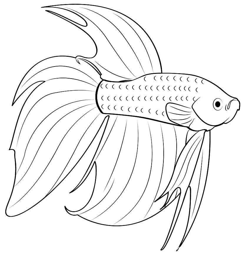 Desenho de Peixe Beta para colorir