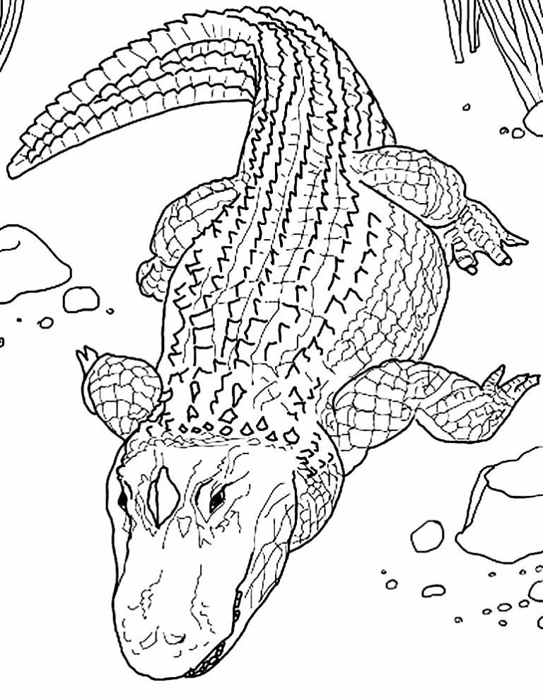 50+ Desenhos para colorir de Jacaré - Dicas Práticas