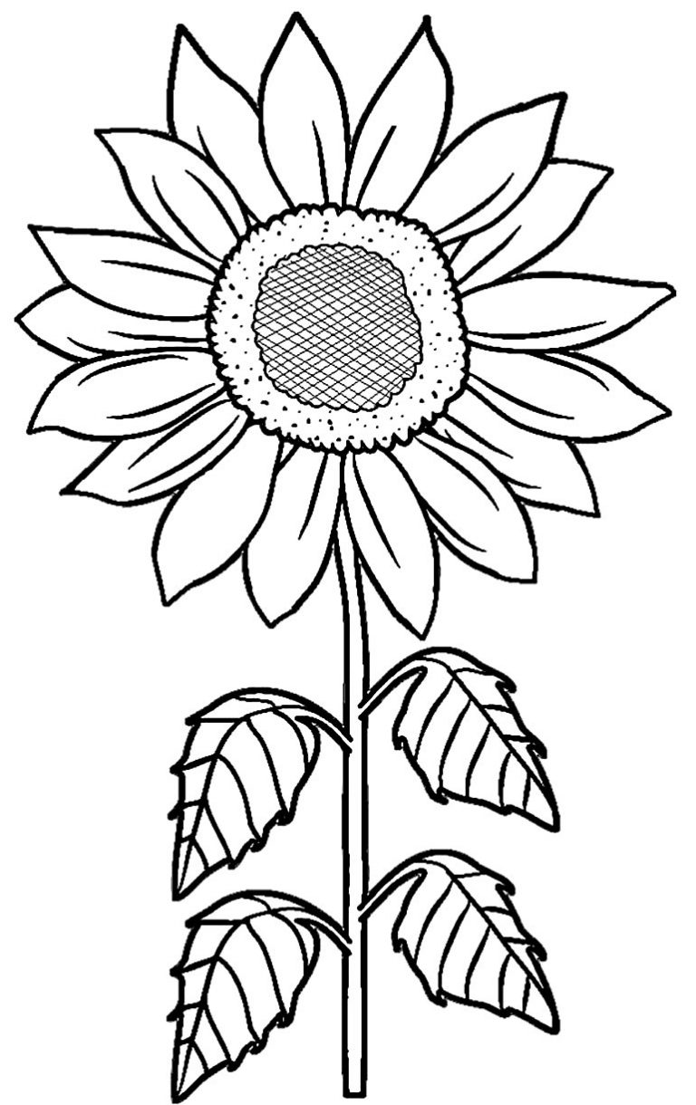 50+ Desenhos de Girassol para colorir - Dicas Práticas