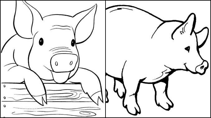 Desenhos de porquinhos para colorir