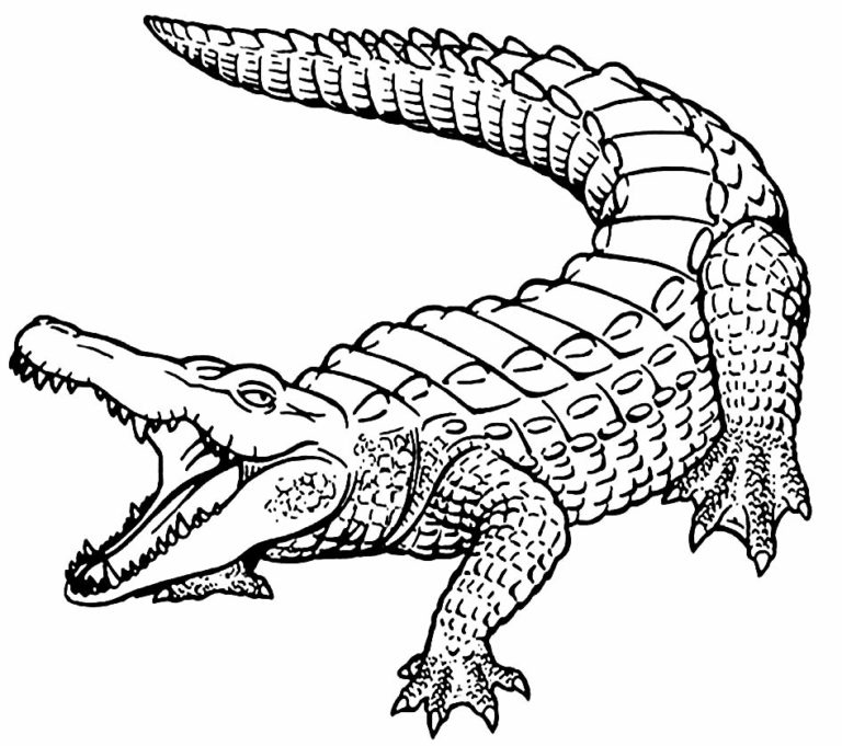 50+ Desenhos para colorir de Jacaré - Dicas Práticas