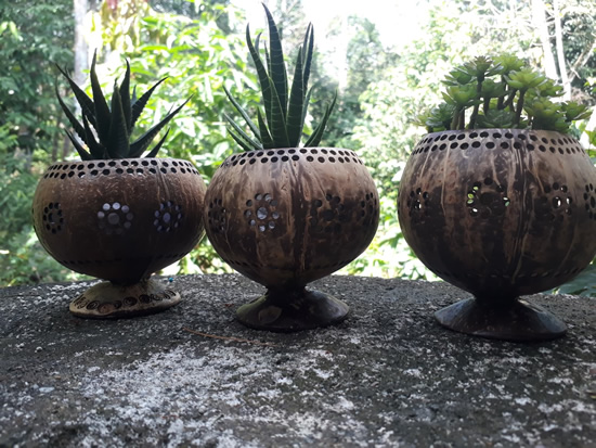 Vasos com cocos para suculentas