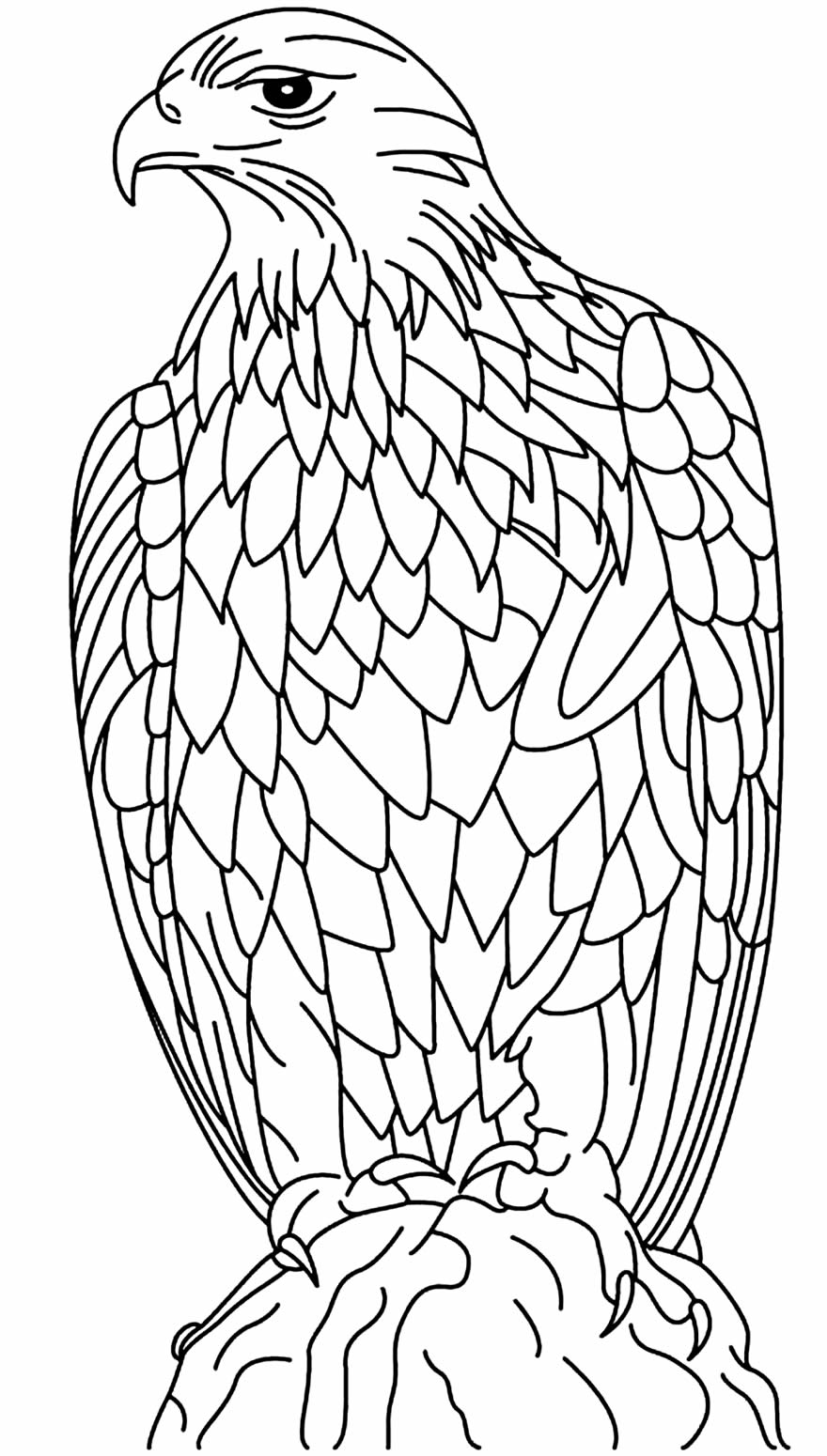 Desenho de Águia para imprimir e colorir