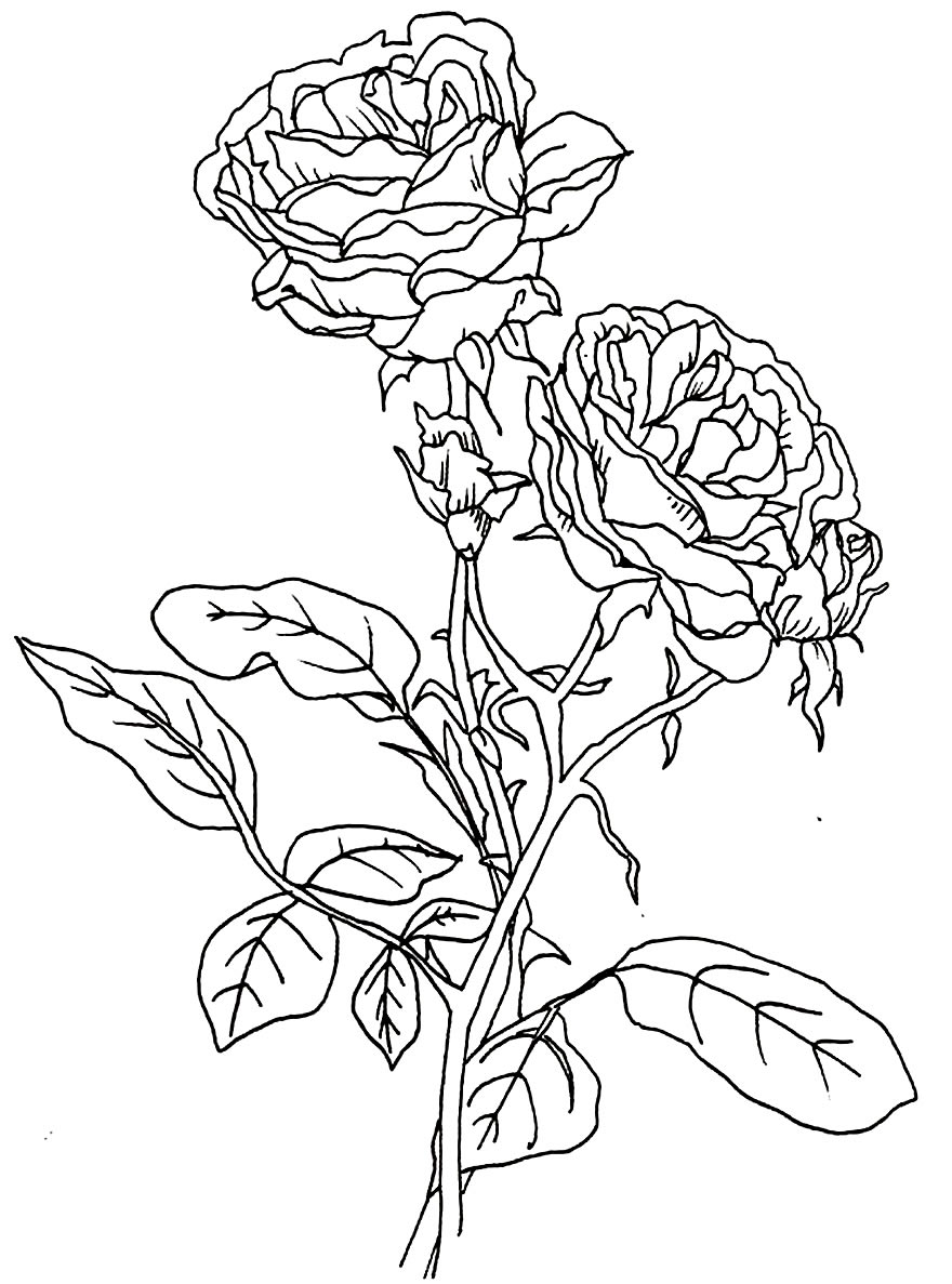 Desenho de rosas para colorir