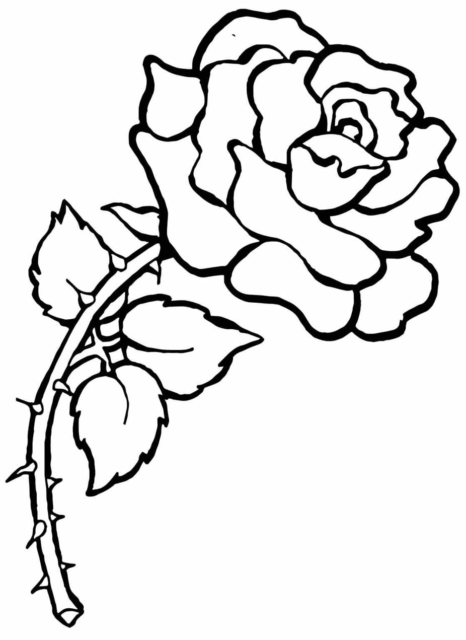 Desenho de rosa para pintar