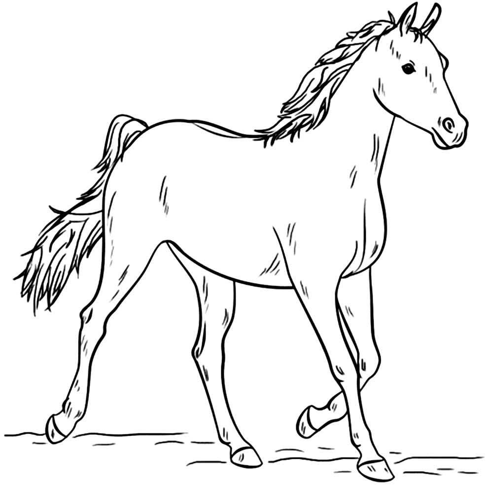 Desenho de Cavalo para pintar