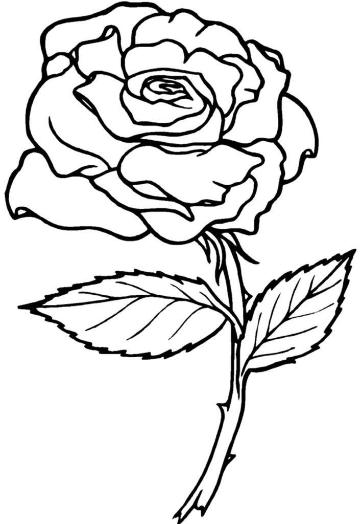 50+ Desenhos de Rosa para colorir - Dicas Práticas