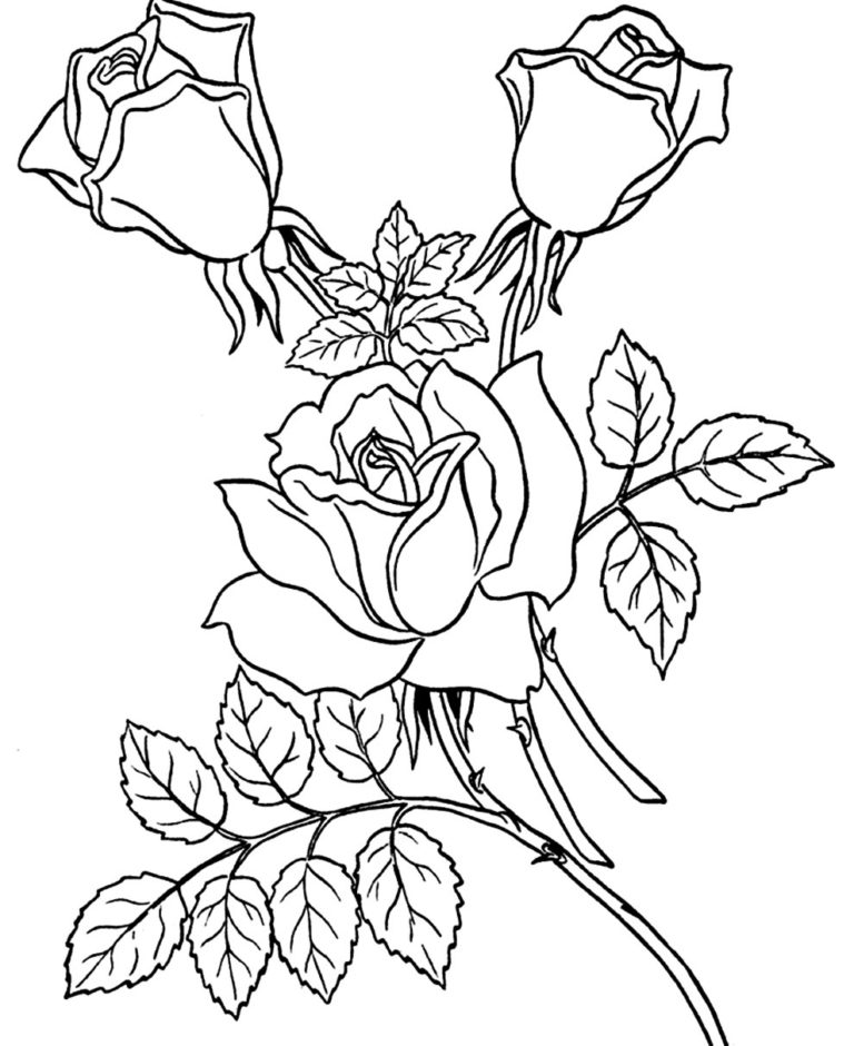 50+ Desenhos de Rosa para colorir - Dicas Práticas