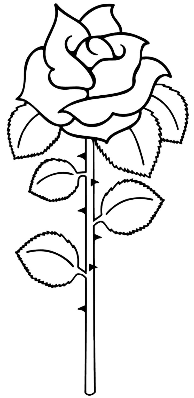 50+ Desenhos de Rosa para colorir - Dicas Práticas
