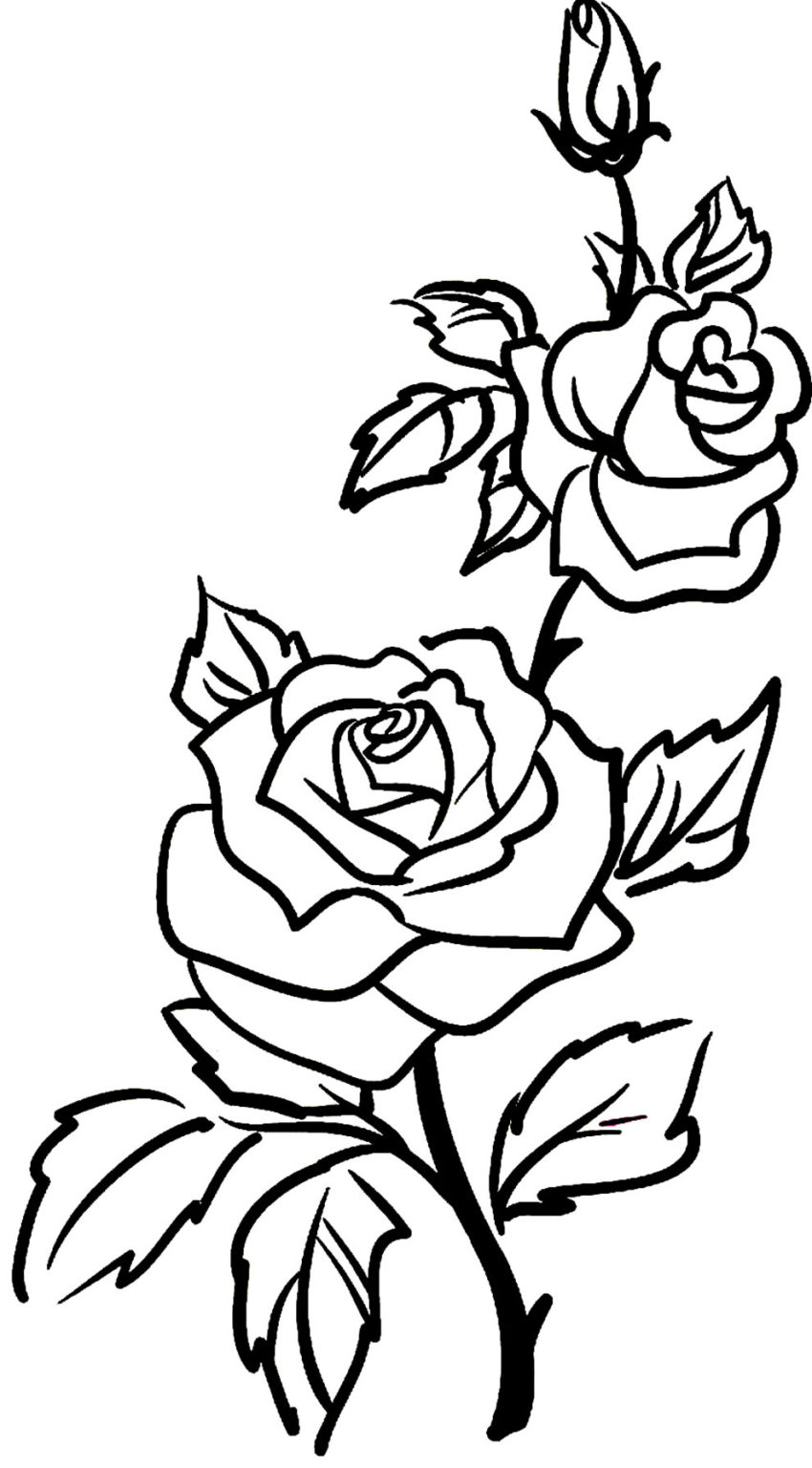 50+ Desenhos de Rosa para colorir - Dicas Práticas